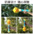 Genuine Platypus Baby Electric Bubble Wand Automatic Bubble Blowing Machine Music Luminous Children 'S Magic Stick Toy