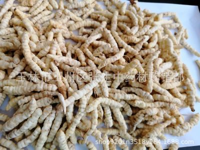 Rivers and Lakes Stall Exhibition White Cordyceps Quantity Discount Wholesale Bulk New Goods Ground Silkworm 500G