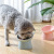 Wholesale Oblique Mouth High Foot Cat Bowl Anti-Tumble Binaural Cat Feeding Bowl Cervical Protection Pet Dog Bowl Dog Basin
