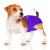 Digital Printing Pet Dog Diaper Pants Washable Female Canine Menstrual Panties Sanitary Anti-Harassment Menstrual Dog Diaper Cloth Diaper Diaper Pants