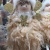 Factory Source Supplier Christmas Decoration Doll Ornaments Indoor and Outdoor Holiday Gifts
