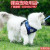 Pet Hand Holding Rope Small and Medium Sized Dog Cat Supplies Dog Leash Teddy Corgi Vest-Style Adjustable Chest Strap