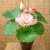 Lotus Buds Lotus Seedpod Pu Hand-Sensing Glue Artificial Flower Buddha Bouquet Factory Direct Sales Water Lily Wholesale