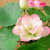 Lotus Buds Lotus Seedpod Pu Hand-Sensing Glue Artificial Flower Buddha Bouquet Factory Direct Sales Water Lily Wholesale