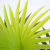 New Simulation Plants Green Plants Potted Plant Wall Decorative Plant Flower Arrangement Materials Plastic 8 Fork Palm Leaf Fan Tail Sunflower Leaf