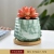 New Marbling Succulent Bonsai