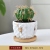 Marbling Succulent Flower Pot