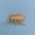 Insect Expandable Material Simulation Spider Japanese Rhinoceros Beetle Mixed Color Capsule Toy Blind Box Accessories Gift Factory Direct Sales Wholesale