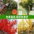Simulation Branch Banyan Leaf Red Maple Leaf Indoor Artificial Tree Ginkgo Leaf Plastic Branches Engineering Green Plant Tree Branches