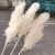150cm Real Dried Natural Pampas Grass Reed Flowers,Dry Phragmites Small Bulrush Bouquet,Home Decor