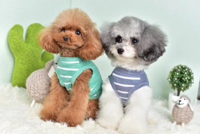Pet Supplies! Ultra-Thin, Comfortable, Breathable and Soft ~ Suitable for Sun-Proof Air-Conditioned Rooms