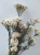 Natural Fresh Ramillete Flores Eternell Millet Flower,Beauty Forever Flowers Bouquet For Farmhouse Home Decor
