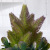 Plastic Simulation Pine Needle Flower Plant Pot Creative Home Desktop Decoration Simulation Potted Decoration Factory Wholesale