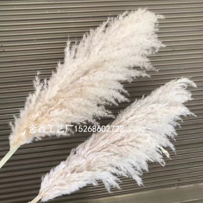 90-150cm Pampas Grass Extra Large Natural White Grey Dried Flower Bouquet Fluffy for Boho Vintage Home Wedding Flower De