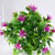 Artificial Flower Plants Green Plants Pot Living Room Home Decoration Floor Ornaments Artificial Bonsai Home Plastic Fake Flower Pot