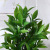 Factory Wholesale Simulation Green Plant Shooting Props Home Decorative Bonsai Decoration Home Plastic Props