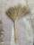 Lespedeza Cuneata, Gold Broom, Iron Broom, Gold Broom, Small Broom
