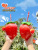 Net Red Strawberry Cup with Straw Plastic Cup Cute Female Belt Accessories Milky Tea Cup Student Water Cup Water Bottle