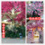 Simulation Peach Branches Fake Flower Living Room Chimonanthus Single Stem Silk Flower and Plastic Flower Decoration Indoor Decorative Tree Floor Flower Arrangement