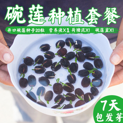 hydroponic plants wholesale four seasons sowing bowl lotus seeds open lotus seeds indoor potted plants green plants and flowers