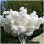 White Penholder Snow Cherry Blossom Arch Ceiling Fake Flower Living Room Studio Wedding Celebration Decoration Simulation Cherry Blossom Simulation Plant
