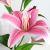 Artificial Flower Y Pu3 Head 1 Bud Lily Wedding Lily Decoration Shooting Prop Flowers Valentine's Day Bouquet