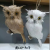 Factory Direct Sales Christmas Series Products, Owl, Feather Bird, Christmas Tree, Christmas Pendant
