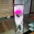 Teacher's Day Mother's Day Gift Bracelet Box Single Carnation Soap Flower Artificial Flower 3.8