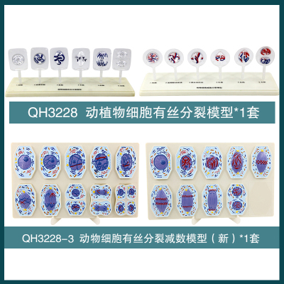 Qinghua Animal and Plant Mitotic Cell Model Experimental Apparatus Popularization of Students' Knowledge for Biology Teaching
