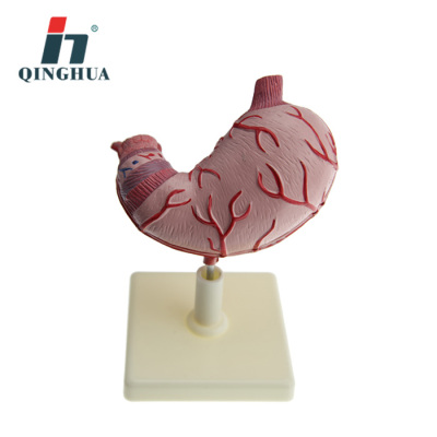 Qinghua Human Organ Stomach Anatomy Model Medical Teaching Demonstration Special Equipment Science and Education Instrument Teaching Aids Teacher
