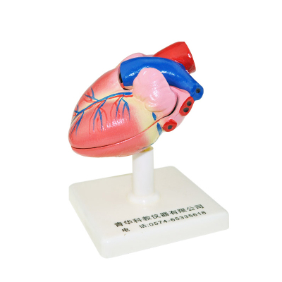 Qinghua 33208 Heart Anatomy Model 1:1 Human Organ Teaching Medical Demonstration Science and Education Instrument Biology