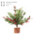 Amazon Cross-Border New PE Chinese Hawthorn Pine Cone Mini Christmas Tree Christmas Decorations Desktop Ornaments