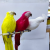 Factory Direct Sales Simulation Crow, Pigeon, Parrot, Bird, Craft Props, Holiday Atmosphere Decoration