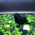 Halloween Feather Simulation Crow
