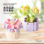 Building Blocks Succulent Potted Flower Plant Desktop Decoration Model Small Particle Building Blocks Assembling Children's Toys