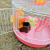 Export Plastic Slide Fun Wire Hamster Cage