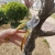 Garden Gardening Gardening Shears Pruning Shear Coarse Branch Shears Potted Shears Garden Tools
