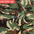 Huaxin Leather Camouflage Series Hx21039 Suitable for: Shoes, Bags, Leather