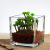 Crystal Glass Vase Simple Square Home Decorative Crafts Vase Green Dill Hydroponics Succulent Flower Pot Vase
