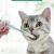 Pet Supplies Press Type Dogs and Cats Medicine Feeding Water Artifact Needle Tube Shape Feed Medication Utensil