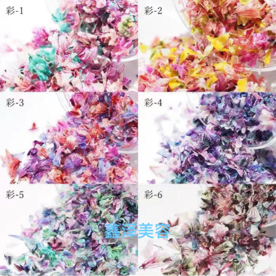 Nail Beauty Dried Flowers Series Real Flower Series