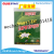 Edge Leaf Glue Mouse Traps Mouse Glue Glue Mouse Traps Mouse Sticker Exult Leaf Mouse Glue