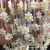 Freshwater Shell White Hexapetalous Flowers Scattered Beads 10mm Bells of Ireland DIY Ornament Necklace Bracelet Accessories Wholesale