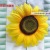 Sunflower Artificial Flower Real Flower Sun Table Performance Group Dance Props Flowers Opening Ceremony of Sports Meet Hand Holding Flower