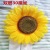 Sunflower Artificial Flower Real Flower Sun Table Performance Group Dance Props Flowers Opening Ceremony of Sports Meet Hand Holding Flower