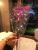 Internet Celebrity Night Market Dried Flower with Light Series Luminous Flash Starry Rose Chinese Valentine's Day Gift for Girlfriend Street Flower