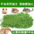 Alfalfa Dried Feed Young Rabbit Pig Food Animal Husbandry Rabbit Food Daily Delivery AliExpress Pieces Wholesale Cross-Border