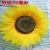 Sunflower Artificial Flower Real Flower Sun Table Performance Group Dance Props Flowers Opening Ceremony of Sports Meet Hand Holding Flower