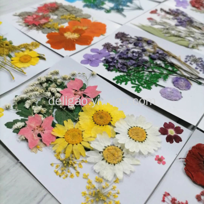 Embossed DIY Embossed Bookmark Epoxy Dried Flowers Phone Case Embossed Plant Specimen