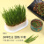 Cross-Border New Arrival Cat Cat Snacks Cat Mint Planting Hydroponic Box Cat Grass Basin Contrast Color Hydroponic Cat Grass Box Set